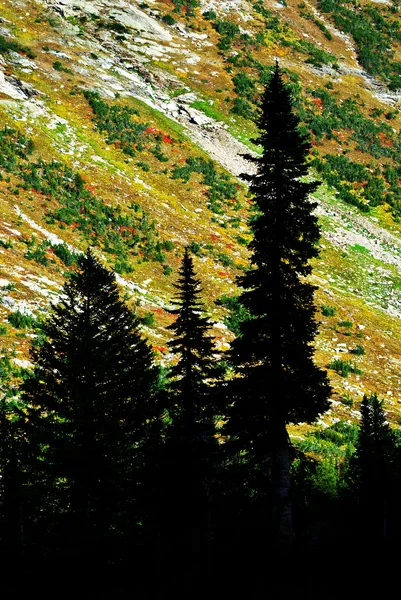Силует соснові дерева осінній гірський схил — стокове фото