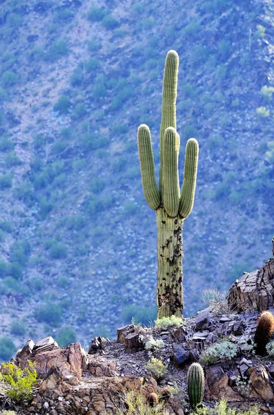 Arizona Desert Cactus Mountains — Stock Photo, Image