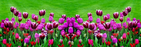 Tuin van bloemen en tulpen — Stockfoto