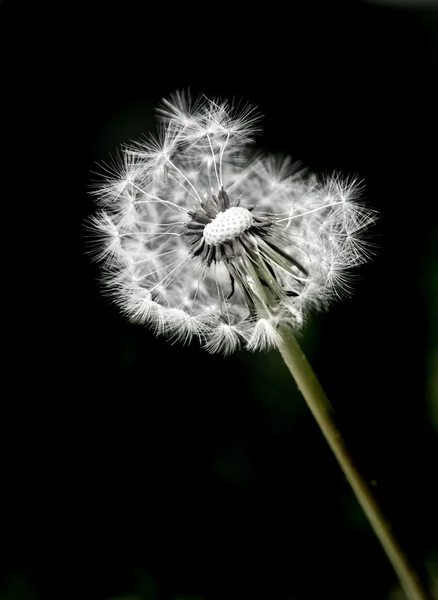 Dandylion onkruid en een zwarte achtergrond — Stockfoto