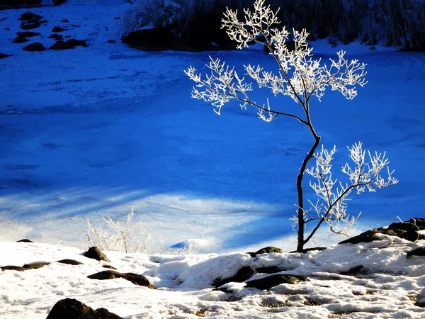 Befagyott kis fa, a hó — Stock Fotó
