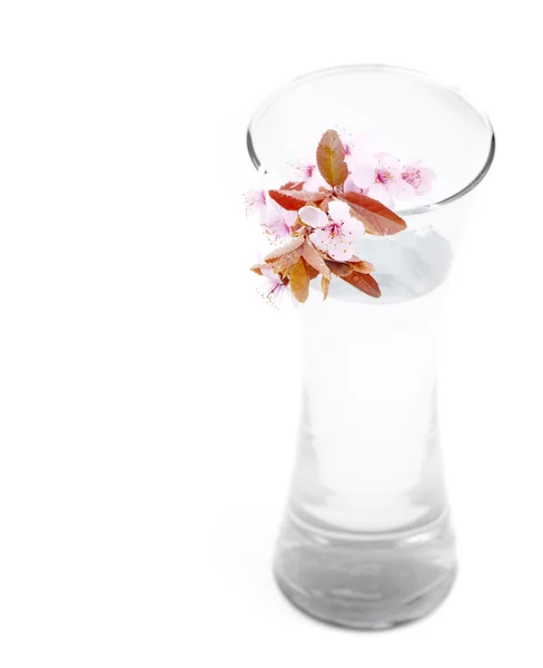 Spring Blossoms in Vase — Stock Photo, Image