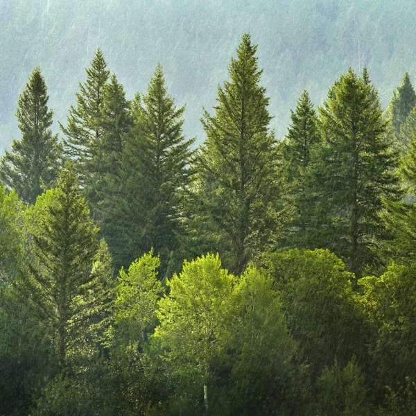 Kiefernwald bei Regen — Stockfoto