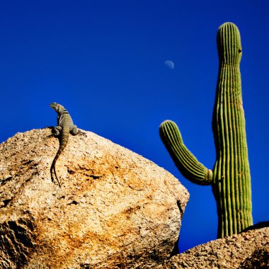 kaya ile saguaro kertenkele sunning