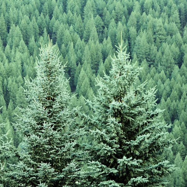 Forrest of Pine Trees — Stock Photo, Image