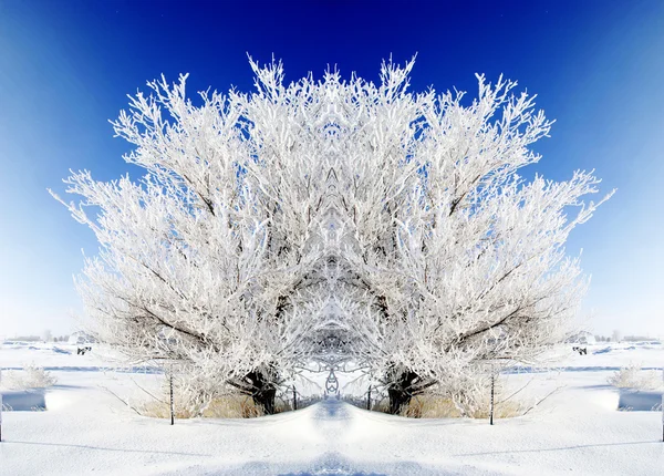 Frost on Tree — Stock Photo, Image