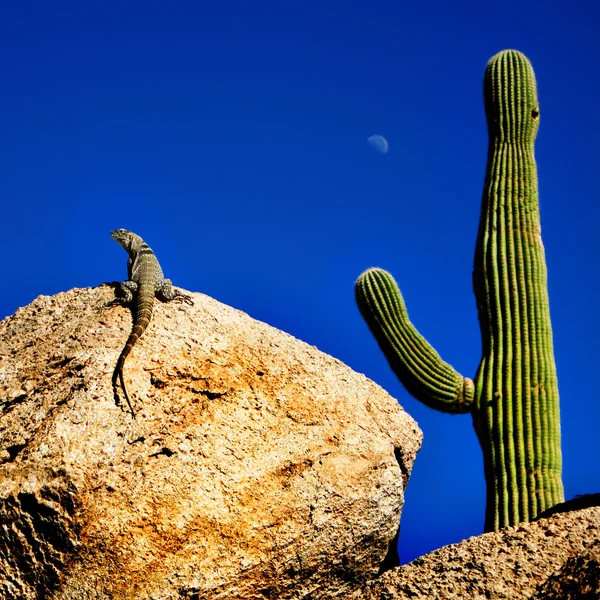 Ödla sunning på rock med saguaro — Stockfoto