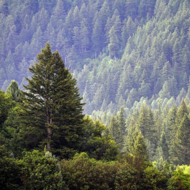 çam ağaçlarının Forrest