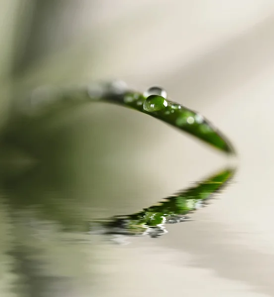 Feuille avec gouttes d'eau — Photo