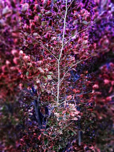 春の選択的なフォーカスを持つツリーを葉します。 — ストック写真