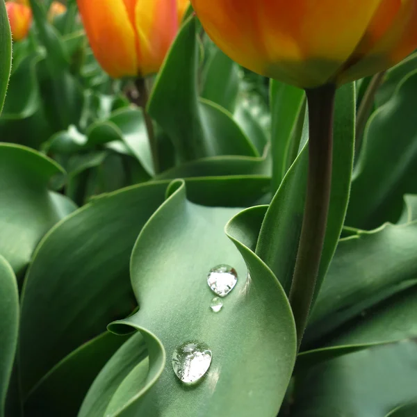 Tulipanes en el jardín con gotas de agua en la hoja — Foto de Stock