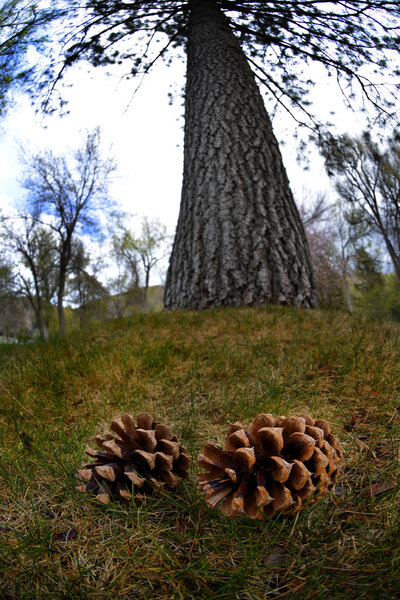 Pine Cones under Tall Tree