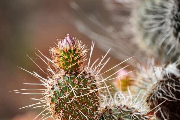 Cactus dans le désert avec bourgeon de fleur — Photo