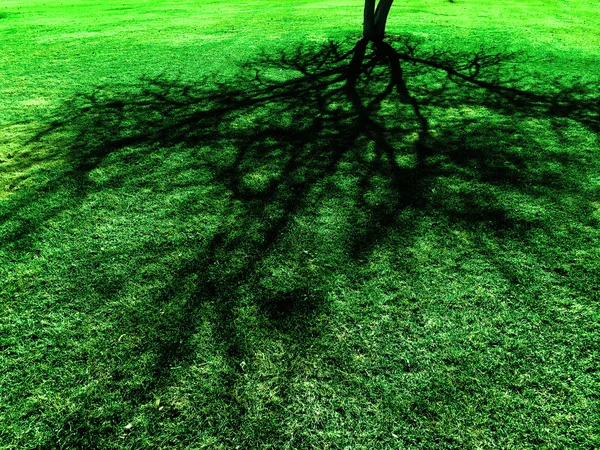 Ombra albero su erba verde lussureggiante — Foto Stock