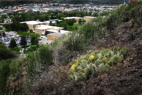 Hillside kaktüs ve bitkiler beldesi yukarıda — Stok fotoğraf