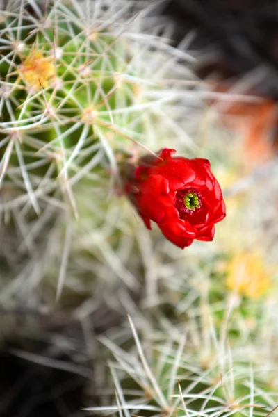 남서부 사막에서 선인장 꽃 — 스톡 사진