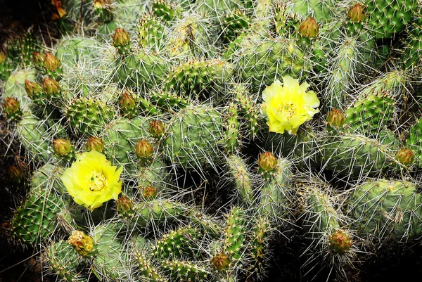 Cactusbloem in zuidwestelijke woestijn — Stockfoto