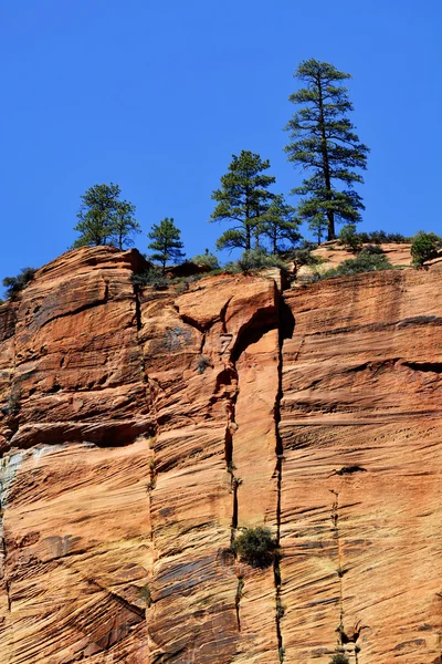 Pine Tree in Zions National Park — Stock Photo, Image