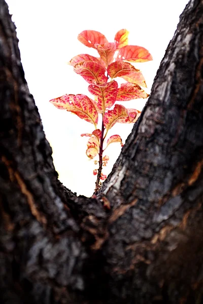 Κόκκινα φύλλα που αυξάνεται στο δέντρο, σε πτώση — Φωτογραφία Αρχείου