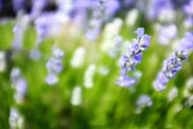 pembe bahar çiçekleri ve mavi arka plan