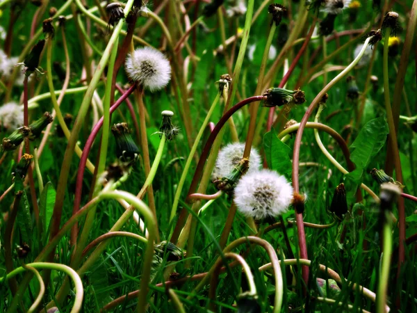 Dandylion Weeds — Stock Photo, Image