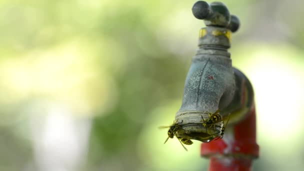 Muchas abejas recogen agua en el grifo de goteo — Vídeos de Stock