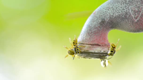 떨어지는 수도 꼭지에서 물을 수집 하는 많은 꿀벌 — 비디오