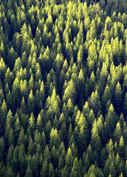Floresta de pinheiros — Fotografia de Stock