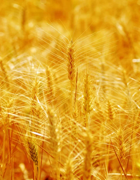 黄金の穀物 — ストック写真
