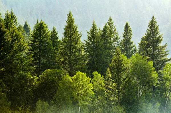 Regensturm im Wald mit fallenden Tropfen und üppigen Bäumen — Stockfoto