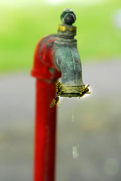 Pszczoły latają wody wylewka zbierania wody — Zdjęcie stockowe