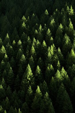Forest of Pine Trees clipart