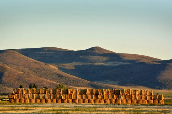 Farm Field with Hay Bales — Stock Photo, Image