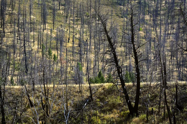 Yanan orman yangın ağaç gövdeleri siyah yeşil — Stok fotoğraf