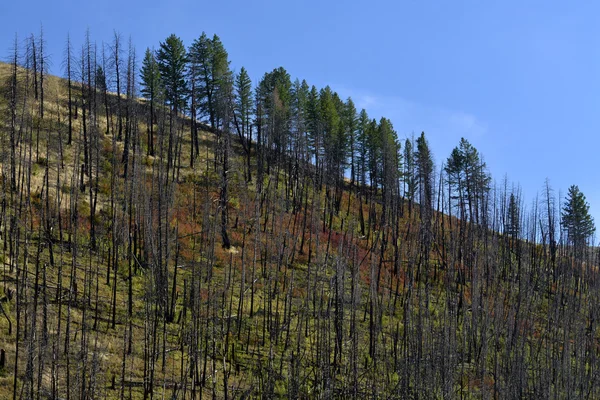 Pnie drzew ogień płonący Las czarny zielony — Zdjęcie stockowe
