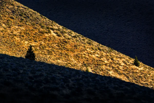 Kanyon ağaç güneş ışığı ve gölge çam ağaçları — Stok fotoğraf