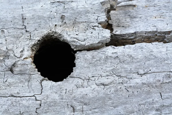 Velho tronco de madeira desgastado com furo — Fotografia de Stock
