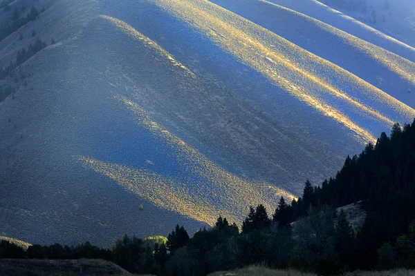 Canyon boom zonlicht en schaduw pijnbomen — Stockfoto