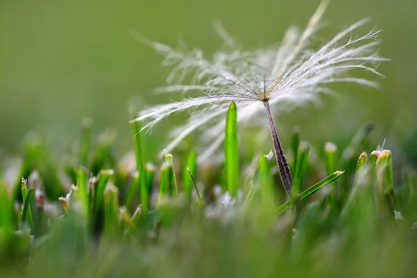 Dandylion семя в зеленой траве — стоковое фото