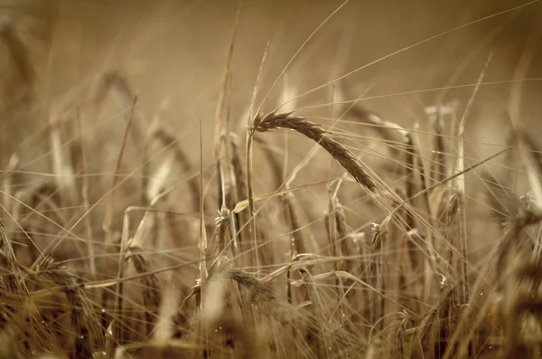 Les mauvaises herbes en été — Photo