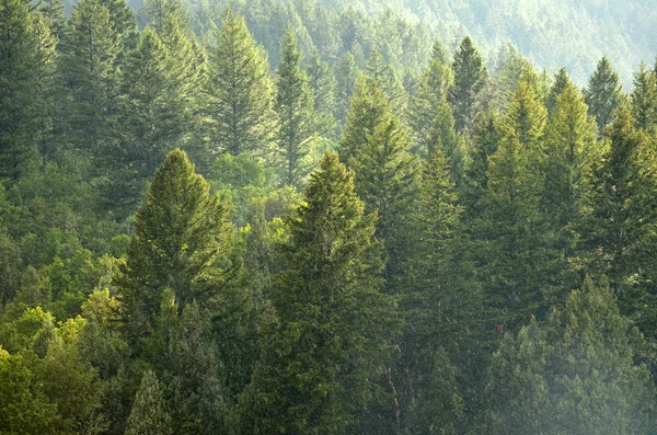 Skogsregn storm med droppar faller och frodiga träd — Stockfoto