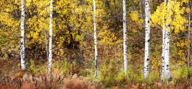 Sonbahar kavak ağaçları renk değiştiriyor altın yapraklar ve beyaz gövde kabuğu