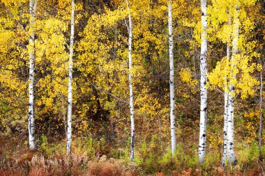 Sonbahar kavak ağaçları renk değiştiriyor altın yapraklar ve beyaz gövde kabuğu