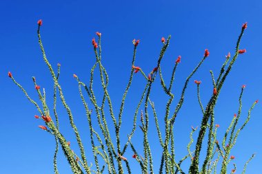 Açık Mavi Gökyüzü 'ne karşı açık gül kırmızısı çiçeklerin ayrıntıları. Açık havada vahşi ve güzel büyüyen.