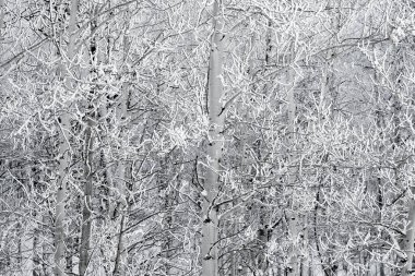 Kış ayazı ağacı ve dalları dondurucu soğukta kar ve buzla kaplıyor.