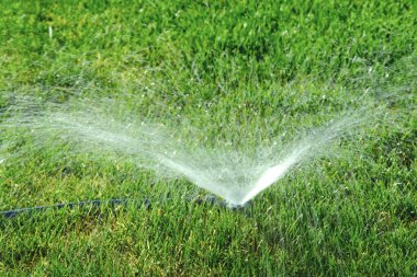Bahçedeki çimlere fıskiyeler, sulama için su damlaları püskürtüyor.