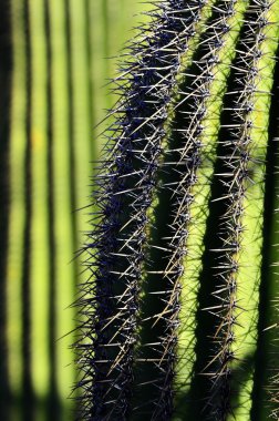 Saguaro kaktüs Arizona