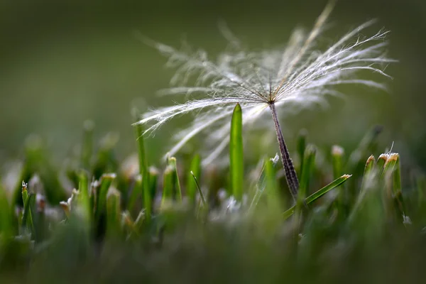 Dandylion semeno v zelené trávě — Stock fotografie