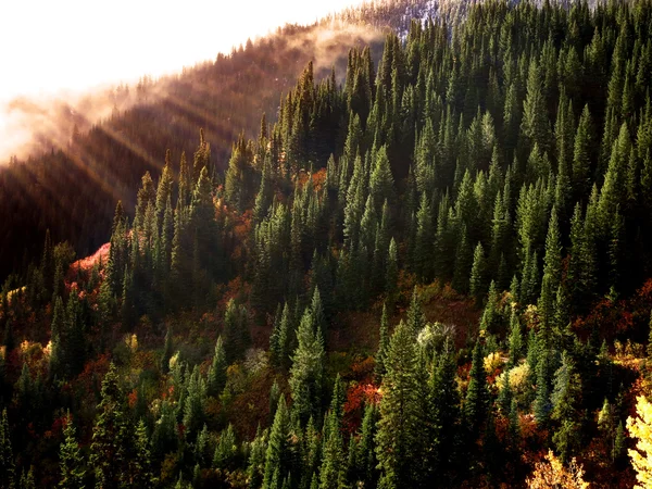 Forrest in Autumn with Mist and Sunlight — Stock Photo, Image