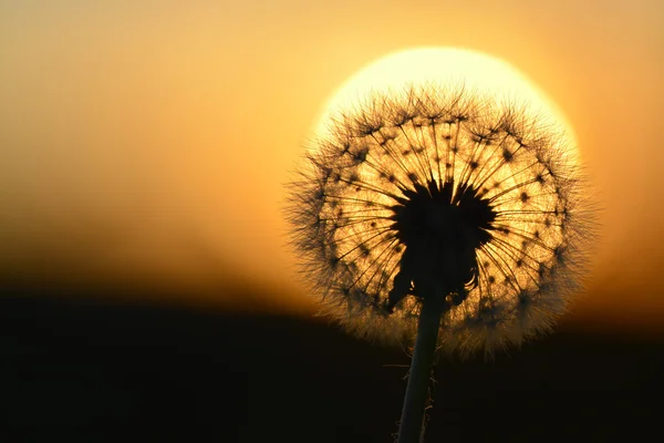 Dandylion a la luz del sol con semillas detalle — Foto de Stock